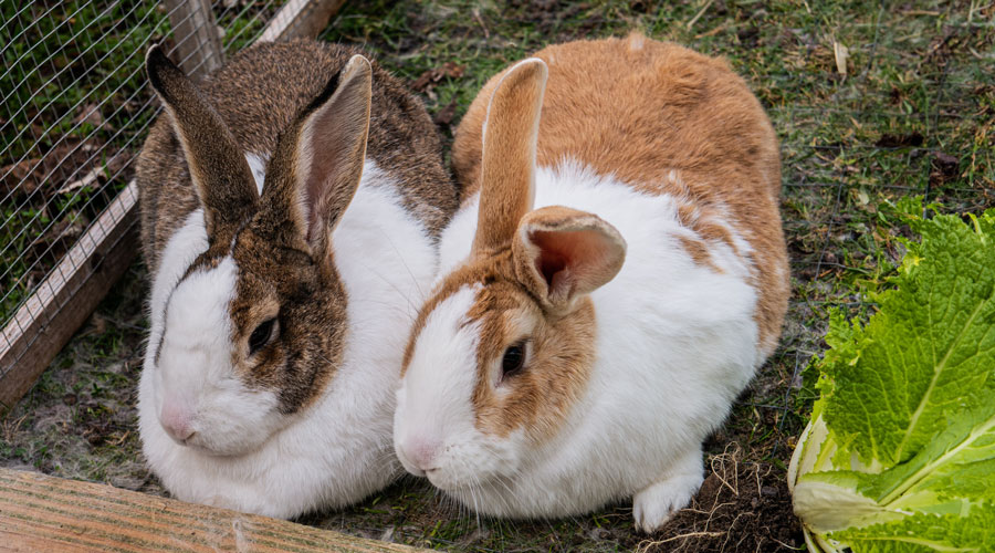 Build rabbit enclosure yourself